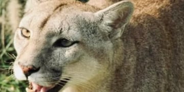 Puerto Iguazú: tras el escape de dos pumas, logran ser recapturados por personal idóneo.