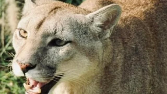 Puerto Iguazú: tras el escape de dos pumas, logran ser recapturados por personal idóneo.