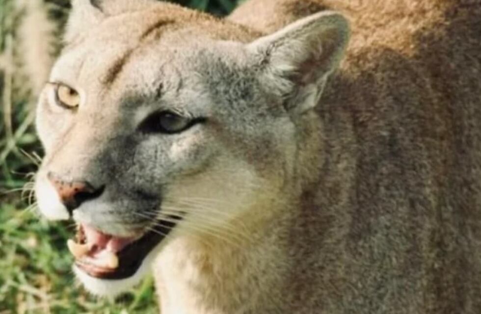 Puerto Iguazú: tras el escape de dos pumas, logran ser recapturados por personal idóneo