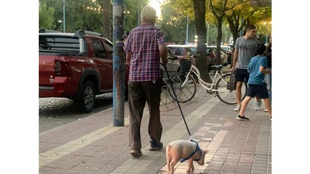 Una curiosidad: un chancho en pleno Bv. Santa Fe
