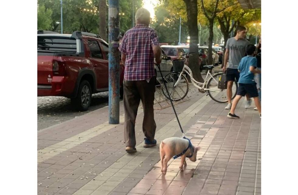 Viral: pasean un chancho por pleno Bv. Santa Fe