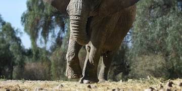 La elefanta Kenya se trasladará al Santuario de Brasil. Foto: Gobierno de Mendoza.