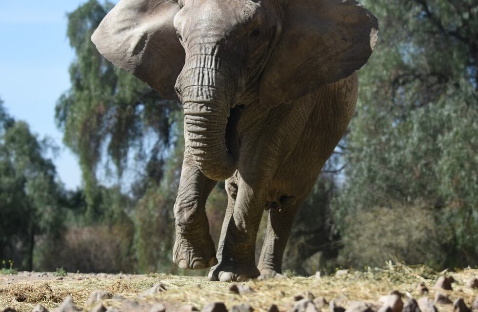 Kenya la elefanta podrá ir al santuario en Brasil dónde están Pocha y Guillermina