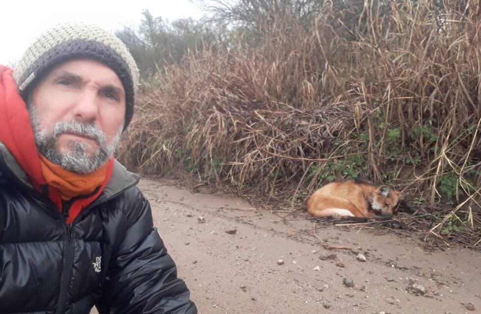 Fotografió un Aguará Guazú herido y pide ayuda ya que está en peligro crítico de extinción