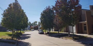 Finalizó un nuevo relevamiento del arbolado público