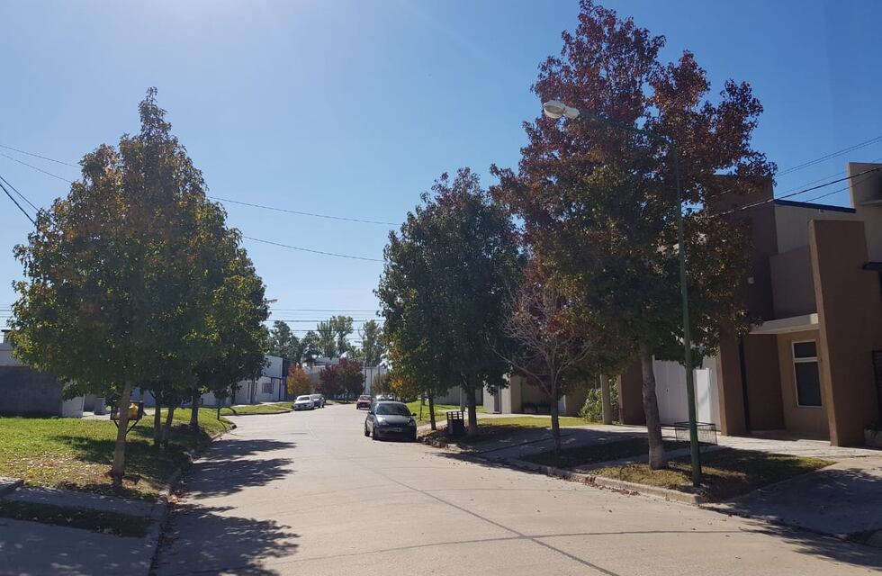 Arbolado urbano: terminó un nuevo relevamiento