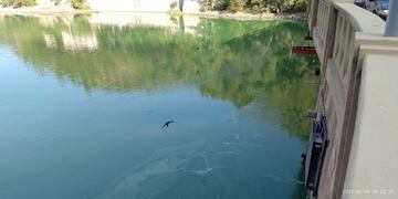 Continúan las tareas de remoción de algas.