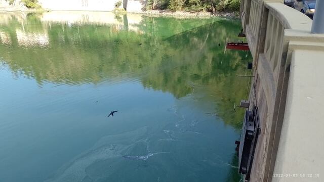 Continúan las tareas de remoción de algas.