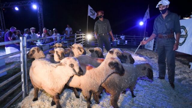 Participaron cinco cabañas  que presentaron 165 ovinos, 39 caprinos y cinco equinos.