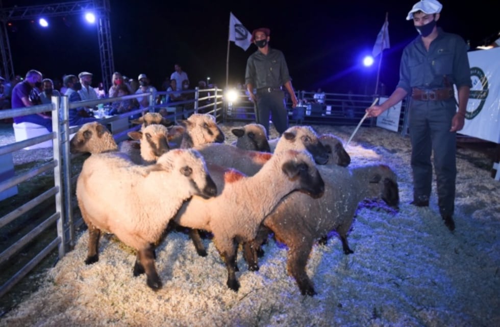 Con más de 200 animales, se realizó el primer Remate Ovino, Caprino y Equino de animales 100% Misioneros