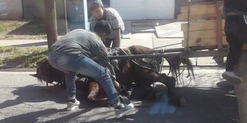 Un caballo fue rescatado y recuperado en Córdoba.