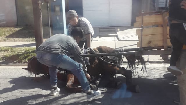 Un caballo fue rescatado y recuperado en Córdoba.