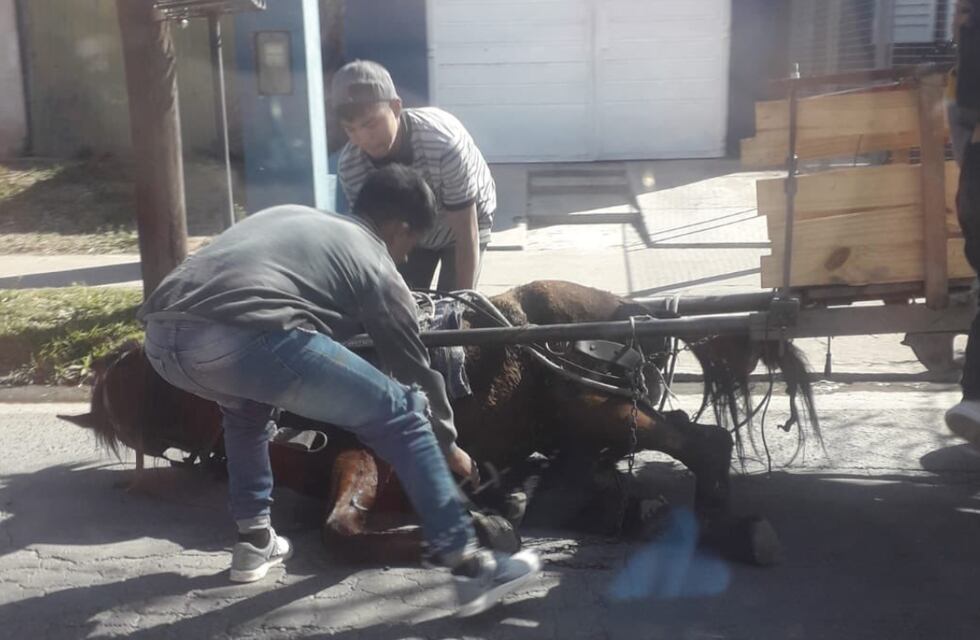 Estaba herido, lo rescataron y lograron su recuperación: la historia de Jasif, un caballo libre en Córdoba