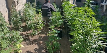 Encontraron marihuana en una vivienda de Unquillo. (Policía)