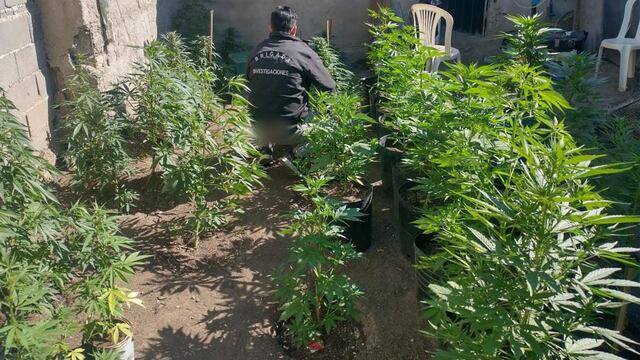 Encontraron marihuana en una vivienda de Unquillo. (Policía)