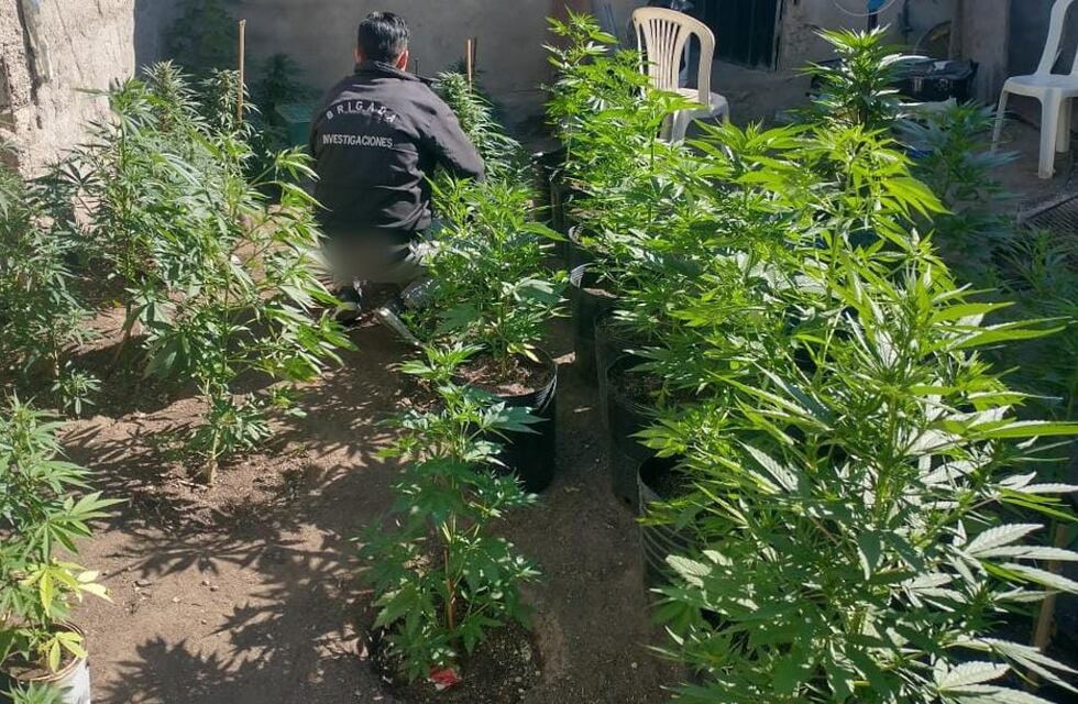 Unquillo: un joven tenía un vivero de marihuana en su casa y la Policía lo descubrió