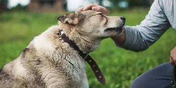 Un peluquero de La Plata salvó a un perro.