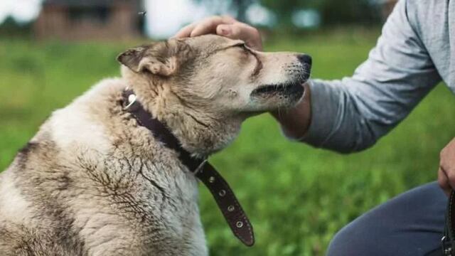 Un peluquero de La Plata salvó a un perro.