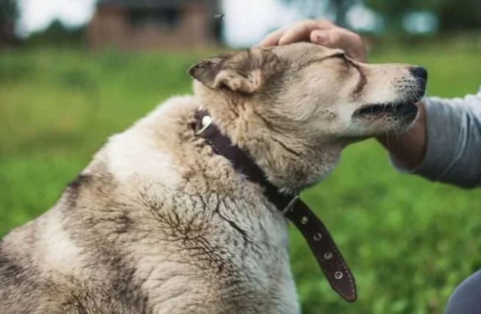 Héroe de La Plata: un hombre salvó a un perro que se ahogaba en una alcantarilla y filmaron la secuencia