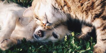 Hay que tomar las precauciones necesarias para que las mascotas puedan disfrutar del verano sin poner en riesgo su salud. (Foto: Unsplash)
