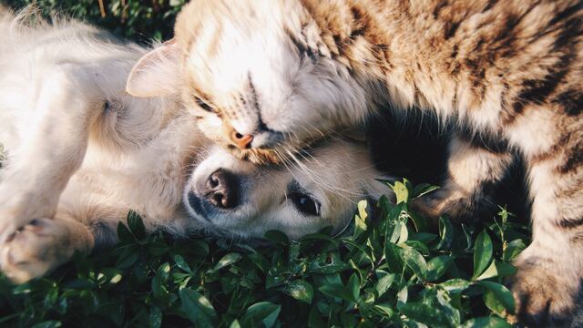 Hay que tomar las precauciones necesarias para que las mascotas puedan disfrutar del verano sin poner en riesgo su salud. (Foto: Unsplash)