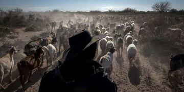 Declaran la emergencia agropecuaria en Mendoza por la sequía