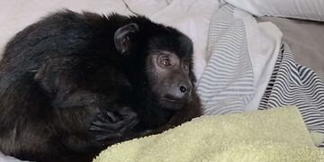 Allanaron una casona en Belgrano R por ruidos molestos: encontraron drogas y un mono en estado de abandono.