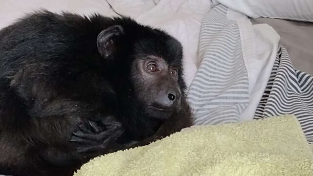 Allanaron una casona en Belgrano R por ruidos molestos: encontraron drogas y un mono en estado de abandono.