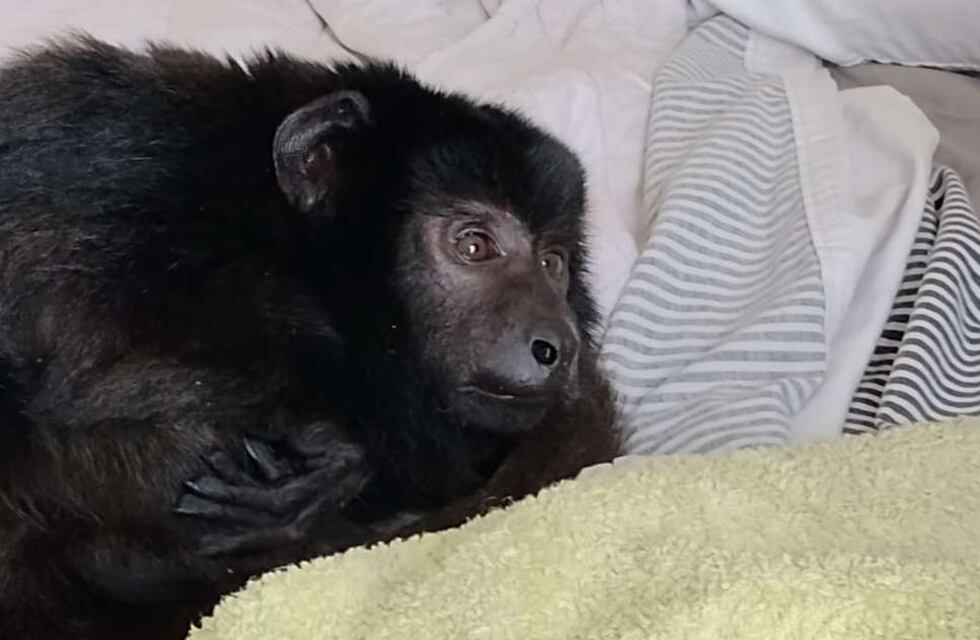 Allanaron una casona en Belgrano R por ruidos molestos: encontraron drogas y un mono en estado de abandono