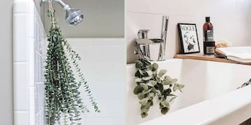 Eucalipto: qué beneficios ofrece y por qué deberías ponerlo en el baño.