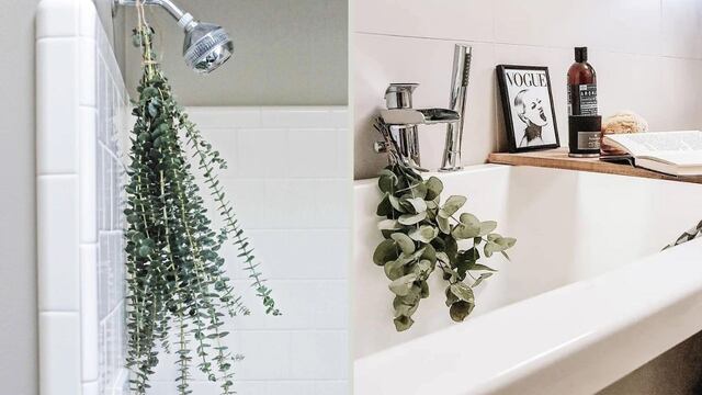 Eucalipto: qué beneficios ofrece y por qué deberías ponerlo en el baño.