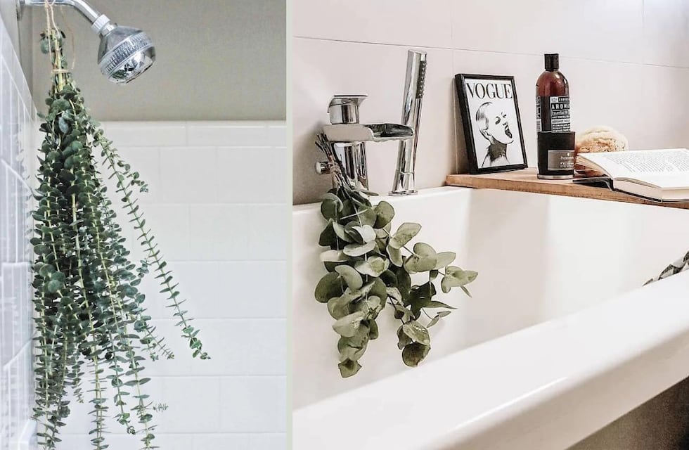 Eucalipto: qué beneficios ofrece y por qué deberías ponerlo en el baño