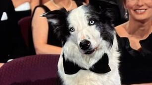 Messi, el perro de “Anatomía de la Caída”, que fue a los premios Oscar 2024 y causó furor
