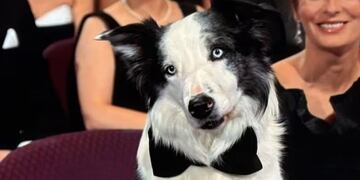 Messi, el perro de “Anatomía de la Caída”, que fue a los premios Oscar 2024 y causó furor