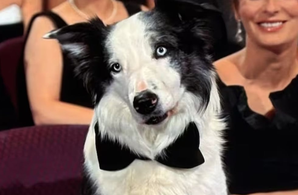 Messi, el perro de “Anatomía de una caída”, que fue a los premios Oscar 2024 y causó furor