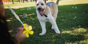 El "perri cantor" tiene apenas cinco años.