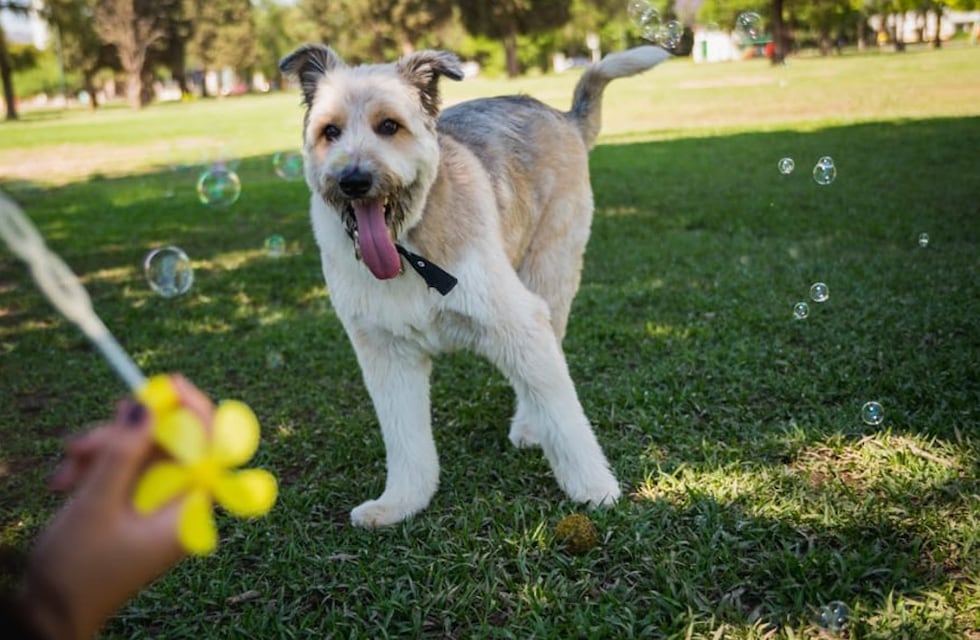 Conocé la historia de Korsy, el perrito cantor que fue abandonado y ahora es una estrella de TikTok