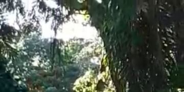 Nuevamente, Eldorado fue víctima de hechos vandálicos en una de sus plazas.