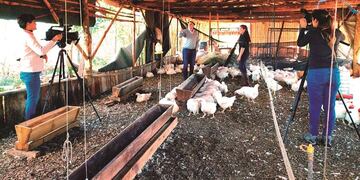 Tienen el objetivo de producir 30.000 pollos antes de fin de año.