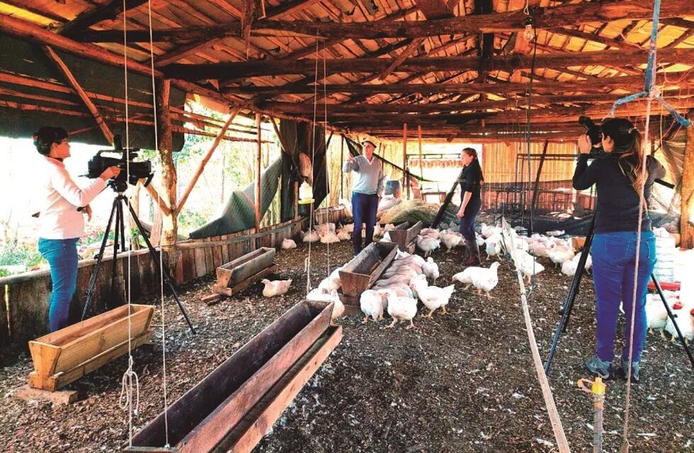 Cooperativa de Wanda apuesta a la cría de pollos para dejar el cultivo de tabaco