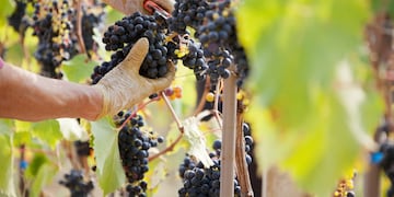 Uvas - Viñedos