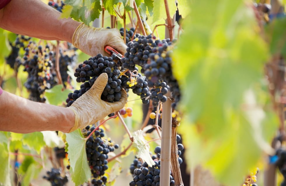 Colón impulsa el vínculo entre el vino y el turismo con una Ronda de Negocios enogastronómica