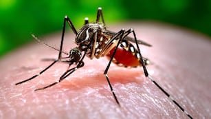 El mosquito vector del dengue, Aedes Aegypti.