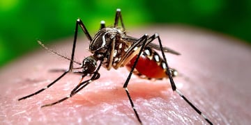 La enfermedad comienza a desarrollarse a partir de la picadura del mosquito Aedes aegypti.