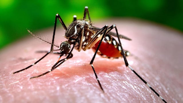 Los mejores repelentes caseros para ahuyentar a los mosquitos
