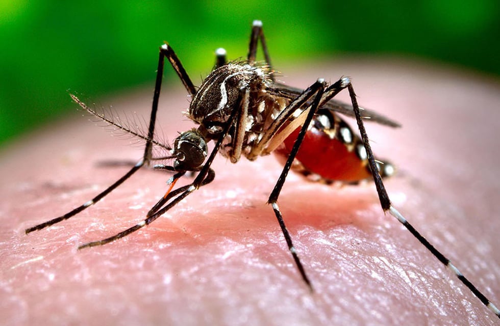 Cinco síntomas asociados al Dengue