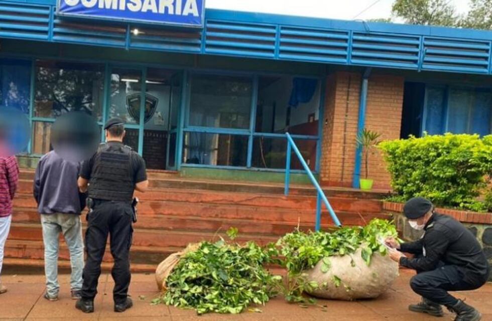 Fueron detenidos por el robo de hoja verde en Aristóbulo del Valle