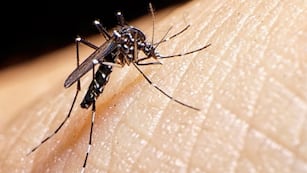 Dengue: más de 150 mil casos positivos y al menos 106 muertes en los últimos meses. Foto: Los Andes