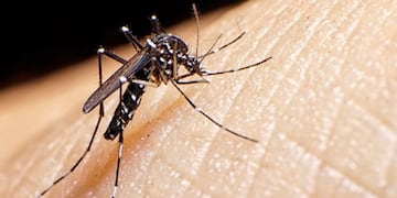 Dengue: más de 120 mil casos positivos y 79 muertes en los últimos ocho meses