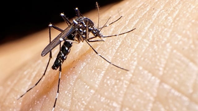 Dengue en la provincia de Córdoba.